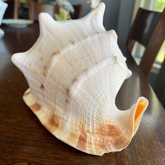 Cassis Cornuta Queen Horned Helmet Shell - Picture 2 of 16